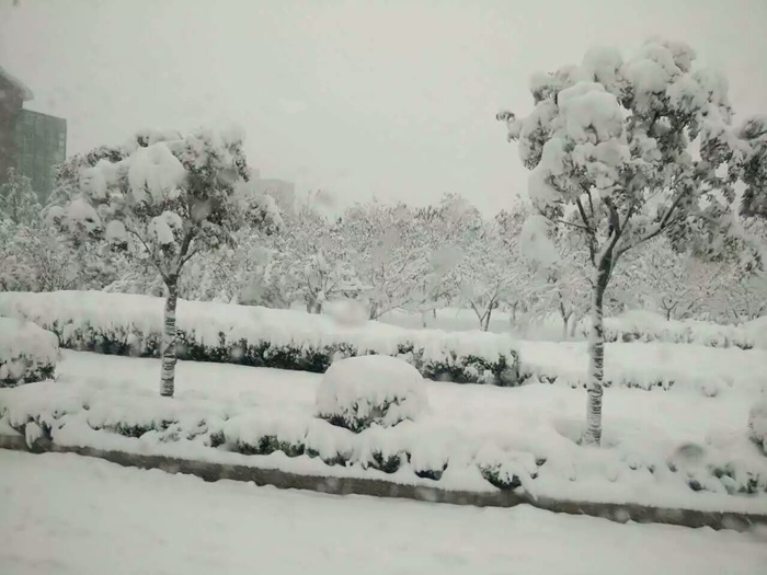 瑞雪兆豐年，踏雪沃爾華