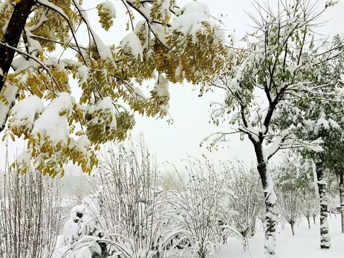 瑞雪兆豐年，踏雪沃爾華